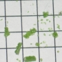 SPI Supplies Individual Loose Microanalysis Standard Item, Minerals Group, Chrome-diopside (alternat