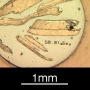 SPI Supplies Individual Mounted Microanalysis Standard Item, Synthetics Group, Bismuth Selenide