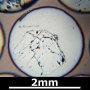 SPI Supplies Brand Standards For Microanalysis, Minerals CMTaylor Collection Cryolite, Mounted