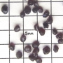 SPI Supplies Brand Standards For Microanalysis Mineral CMTaylor Pyrope Garnet Unmounted Loose Grain