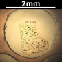 SPI Supplies Brand Standards For Microanalysis, Synthetic CMTaylor, Indium Arsenide, Mounted