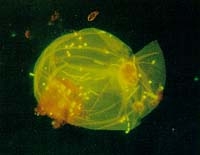 SPI-Pore Black Polycarbonate Track Etch Membrane Filters